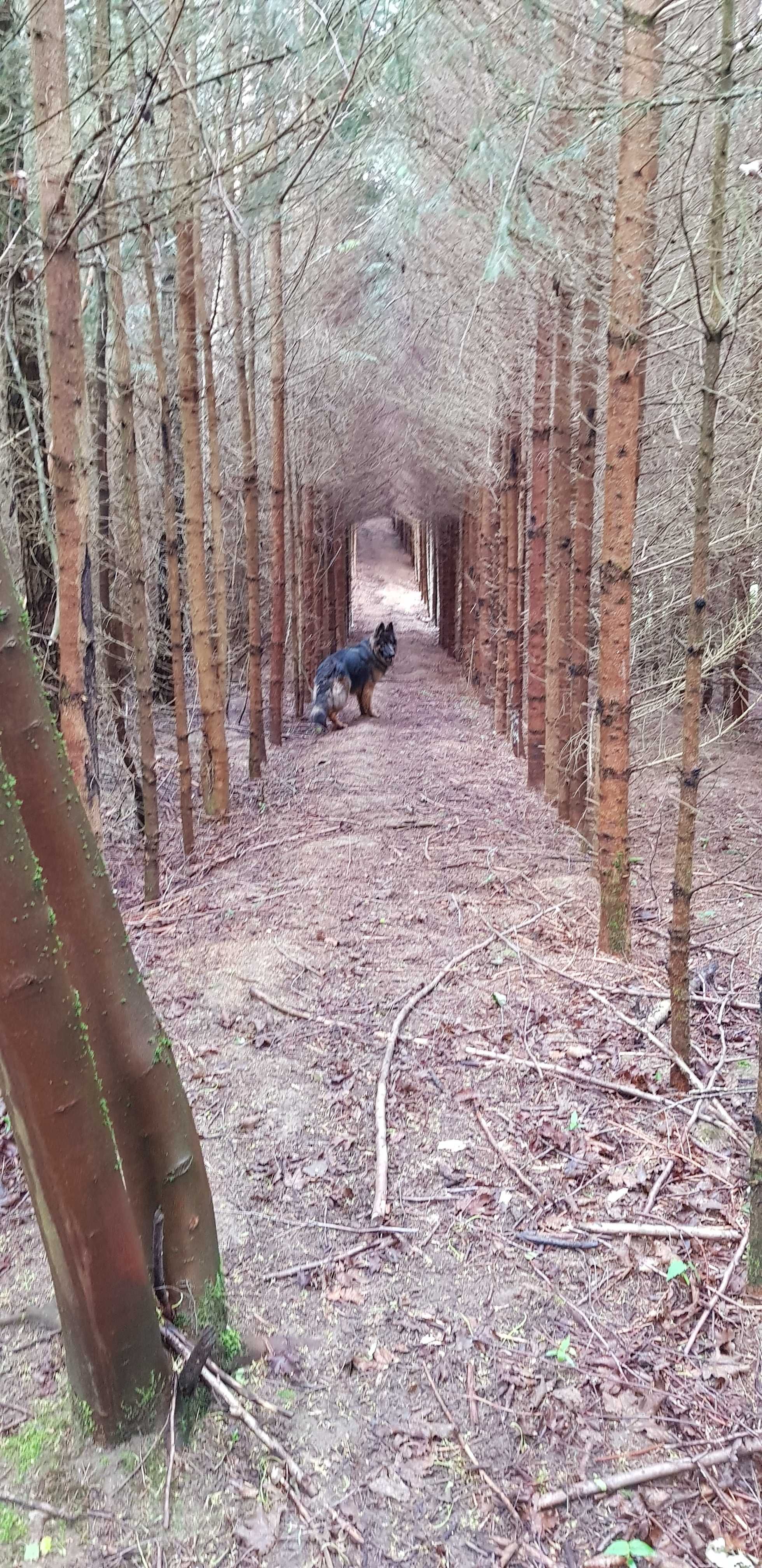 Domek letniskowy 1 nad jeziorem psy mile widziane plac zabaw,wędkowani