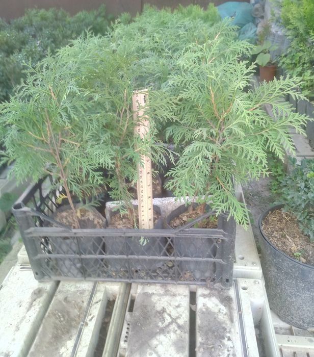 Лаванда для лавандового поля. Кизильник цельнокрайний.Чабрец кустовой.