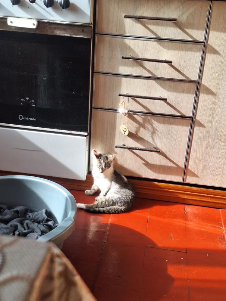 Шукаю люблячу сімʼю для кошеняти