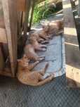 Кошенята шукають сім'ю
