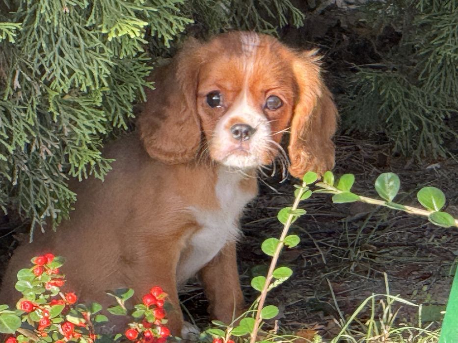 Cavalier king charles spaniel piesek szczeniak ruby z rodowodem