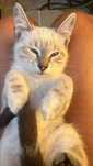 Gatinho 3meses muito meigo