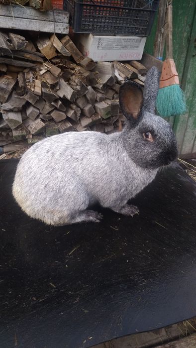 Кролі, кроленята, спаровані кролиці