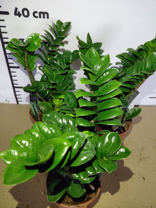 Zamioculcas zenzi, zamiokulkas 40-50cm WYSYŁKA