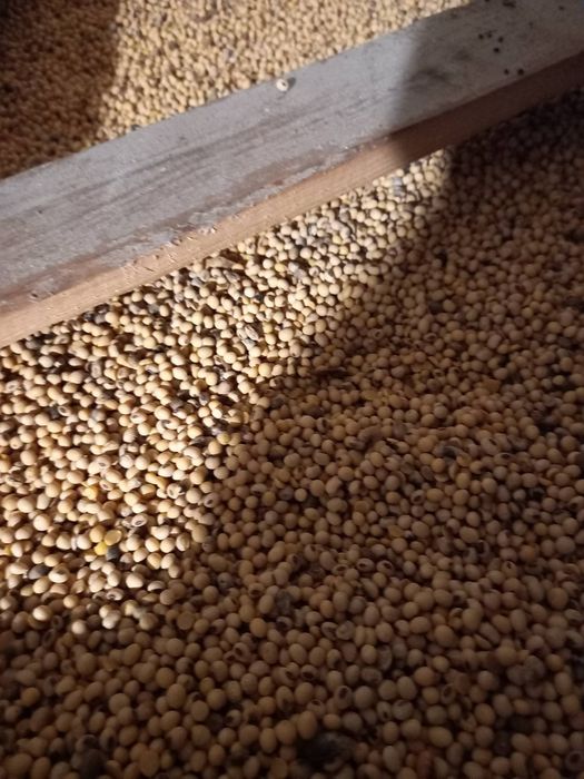 Продам сою з власної ділянки