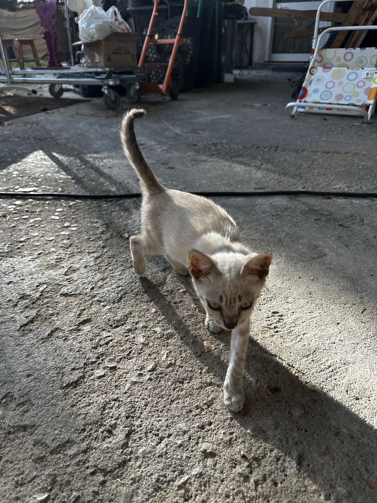 Gatinhos procuram familia :)