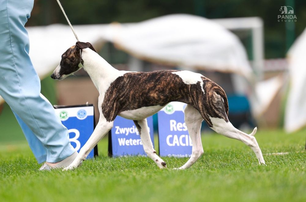 Chart angielski whippet FCI