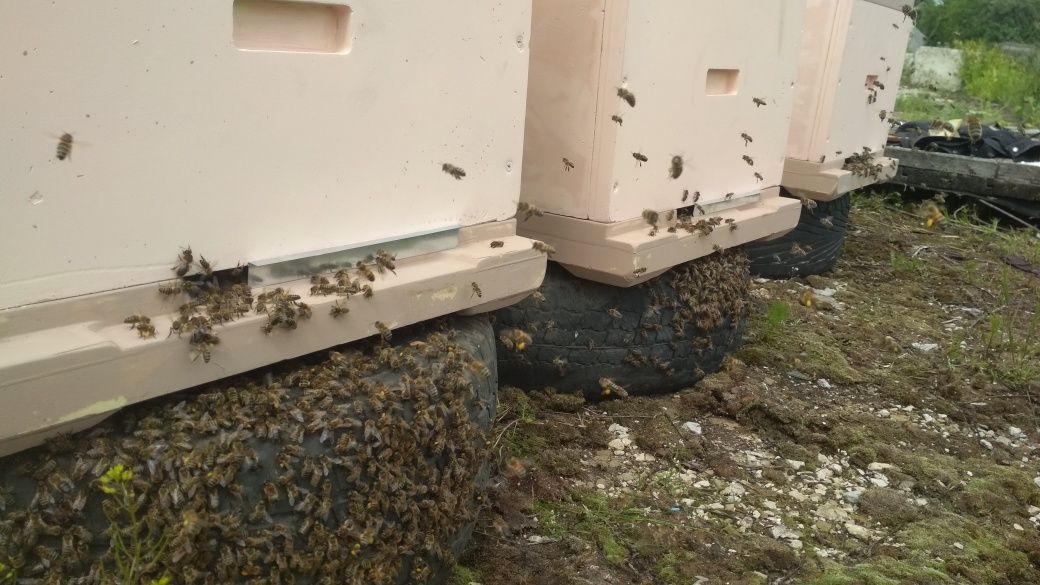 Бджолопакети Карніка F1, відводки карника,  бджоли.