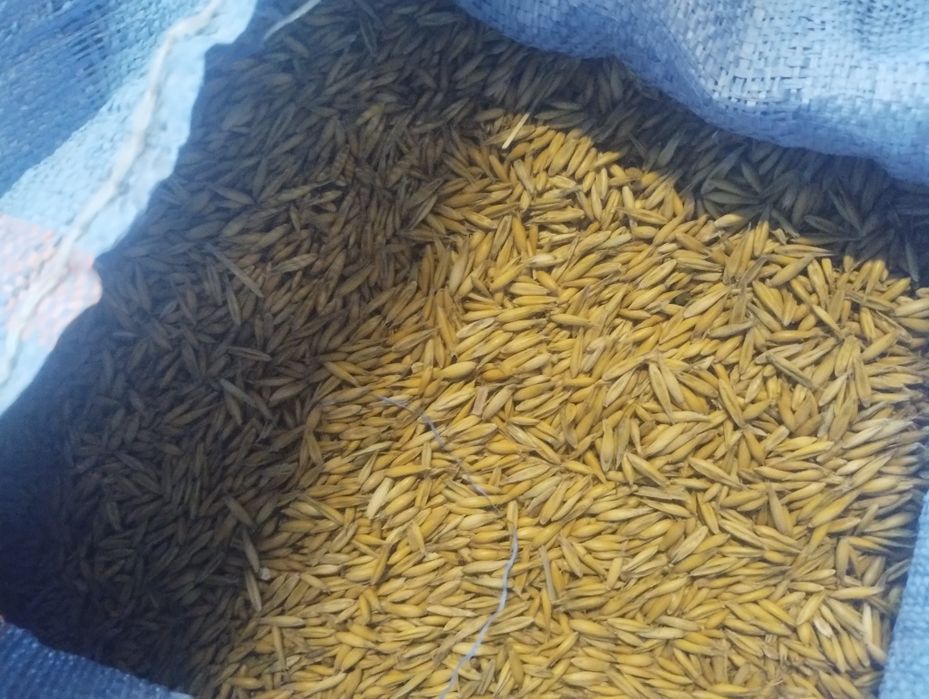 Sprzedam owies tegoroczny 60zł