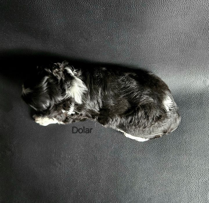 Cavalier King Charles Spaniel piesek