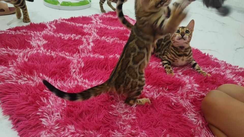 Бенгали Bengal. Офіційний Розплідник!