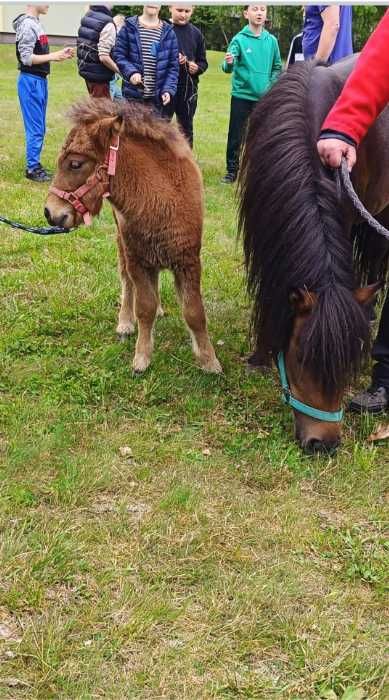 Kucyk ogierek odsadek