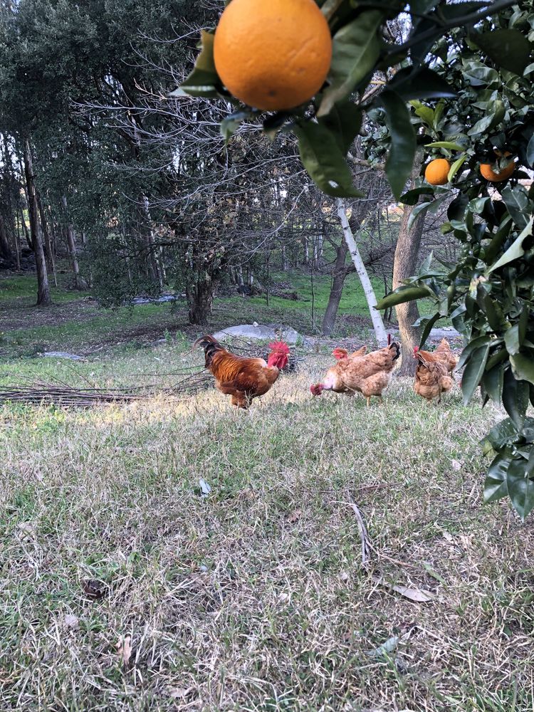 Ovos raças autóctones portuguesas para consumo.