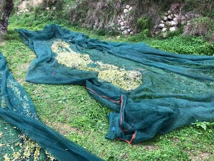 Oliwa z iliwek extra virgin Koroneika