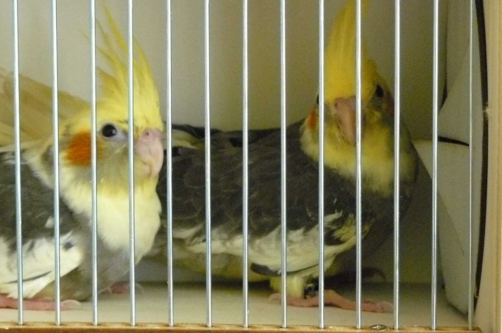 Papugi nimfy lipiec 2025 samce samiczki , możliwe niespokrewnione pary