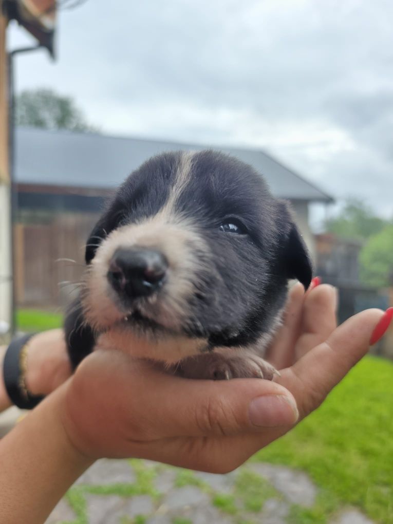 Border Collie szczeniak