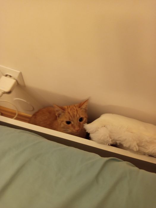 Zagineła moja ruda kotka w poznaniu