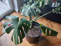 Monstera deliciosa dziurawa