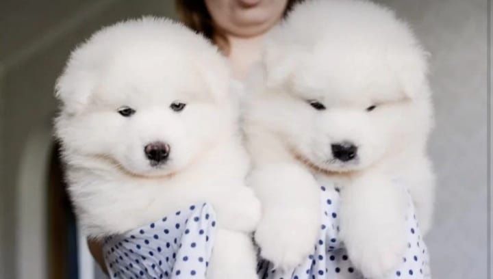 Samoyed gotowe do odbioru