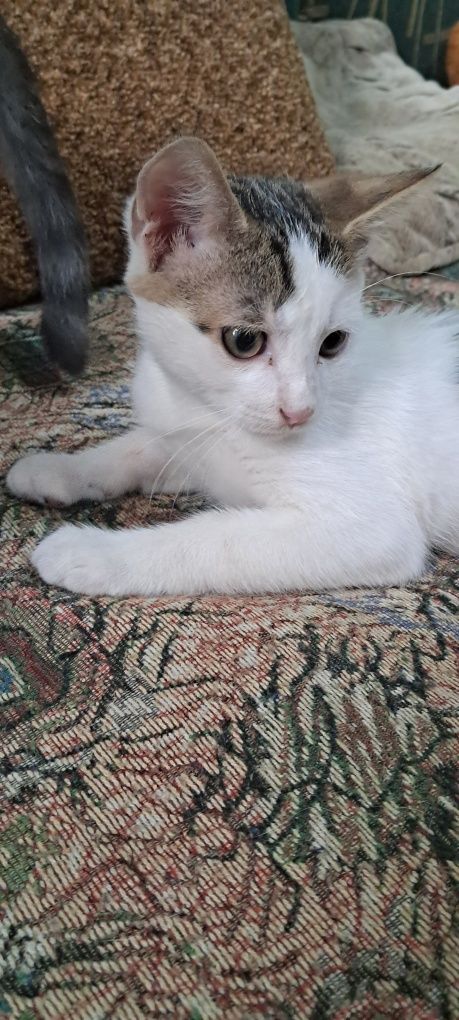 Дарю котят бесплатно
