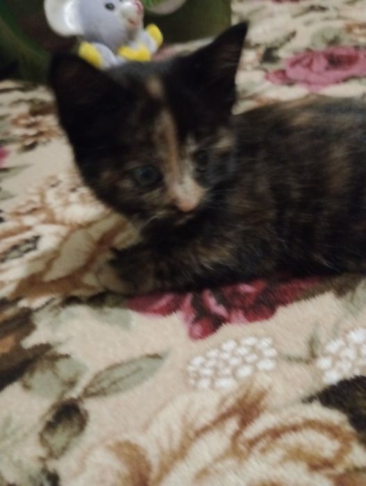 Бенгальскі кошенятка метиси