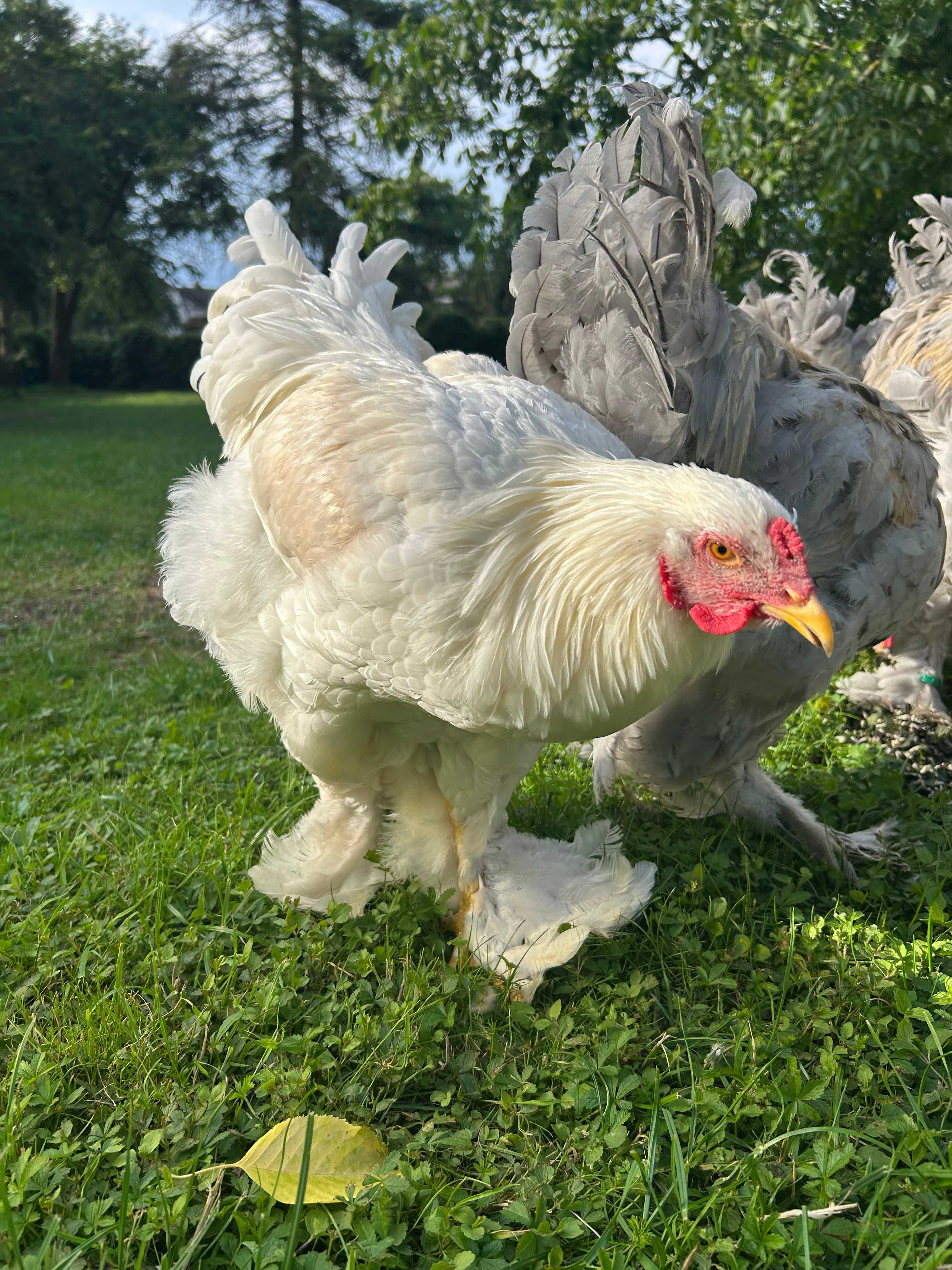Brahma olbrzymia kury ozdobne