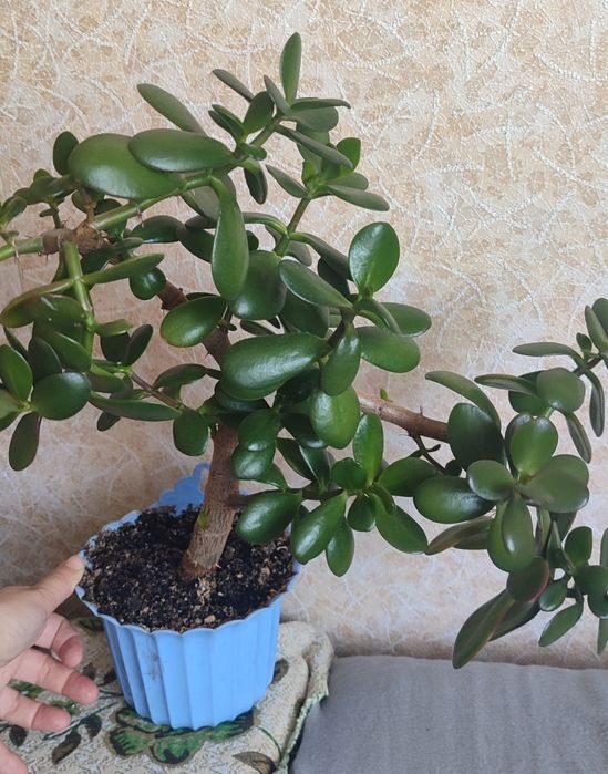 Комнатный цветок Денежное дерево толстянка