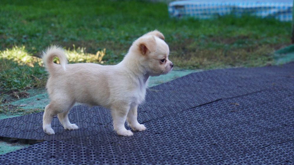 Słodka sunia z noskiem czekoladowym - Chihuahua dł. - ZKwP/FCI