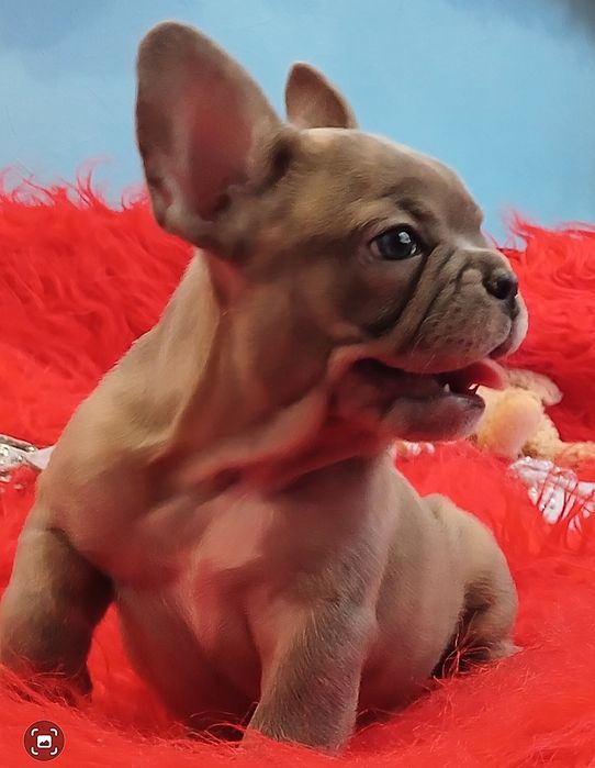 Французский бульдог голубого окраса МАЛЬЧИКИ Одесса