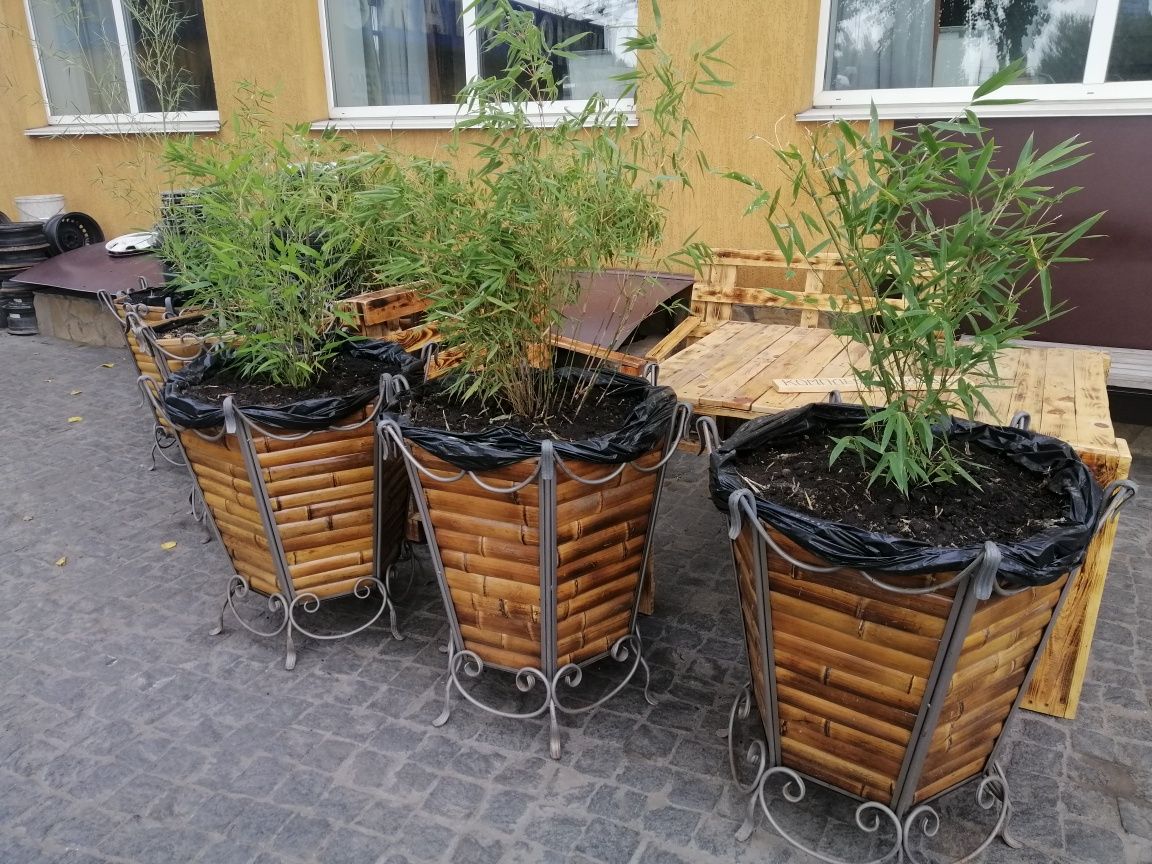 Продам вазон. Ковка с бамбуком. Изготовление изделий из бамбука.