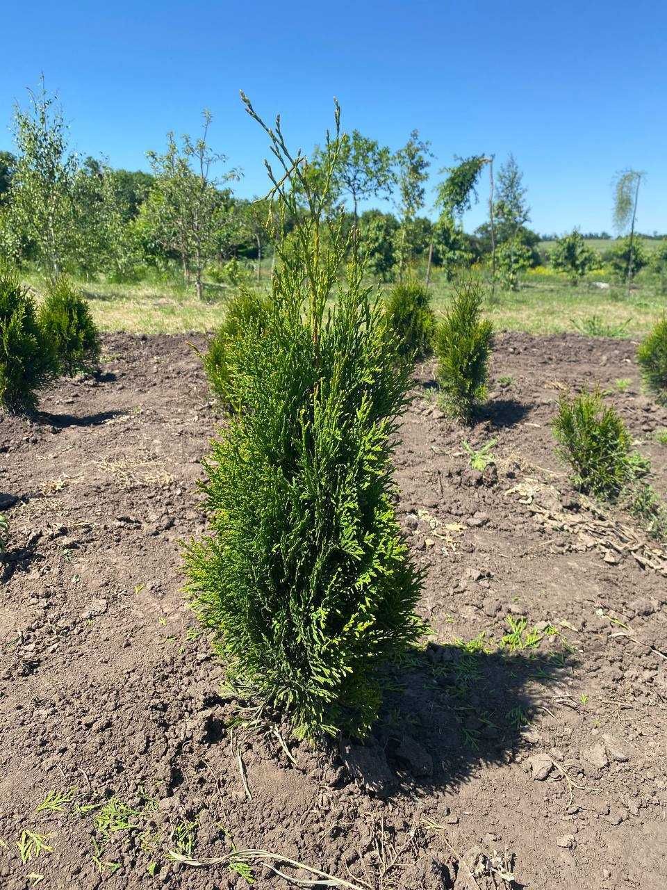 Туя смарагд (голд), Thuja occidentalis 'Smaragd'.