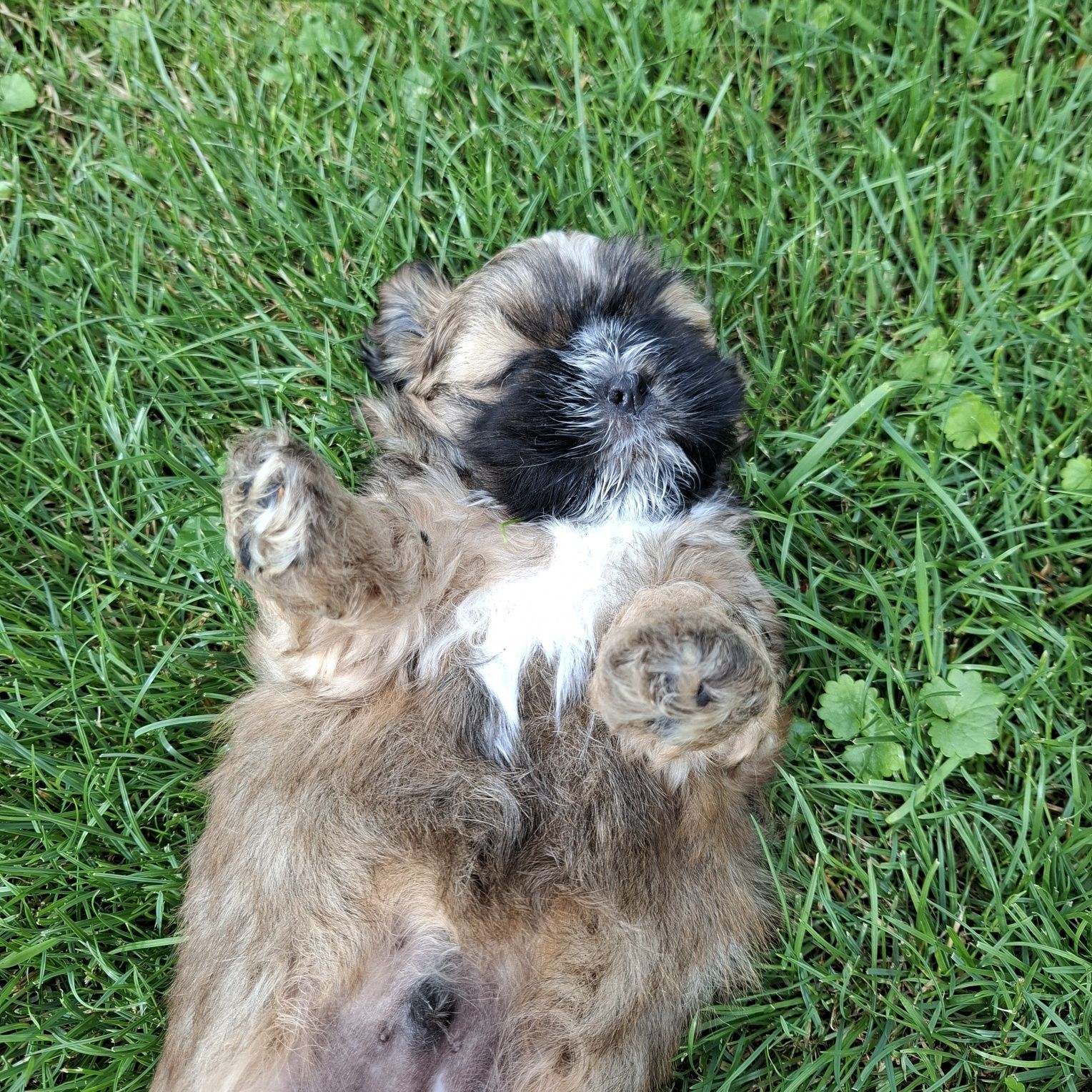 Pieski shih tzu samce do odbioru od 20 lipca
