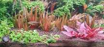 Xyris sp Red rarytas!