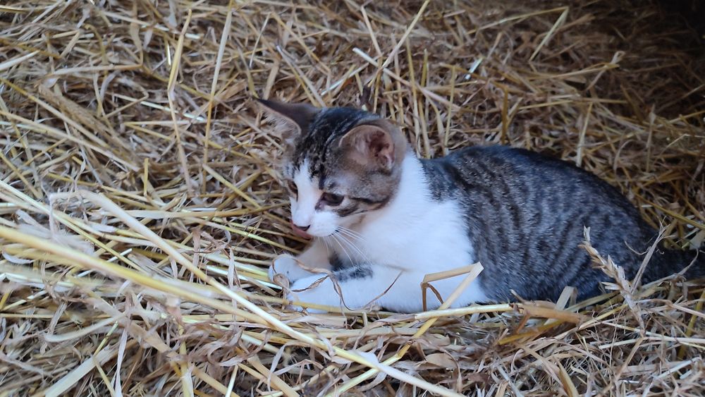 Oddam dwie oswojone kociszki i kocurka!