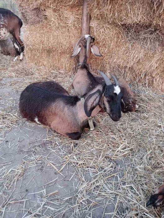 Продам дійних кіз або обмін на овець