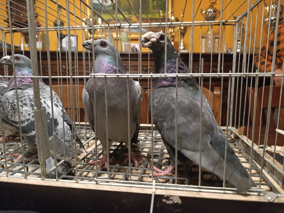 Dragon, dragony, wysyłam, gołębie ozdobne