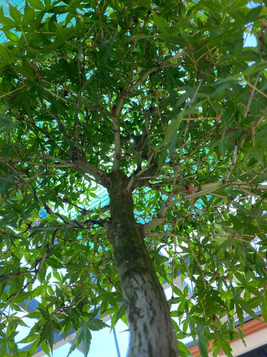 Bonsai Acer Alta qualidade
