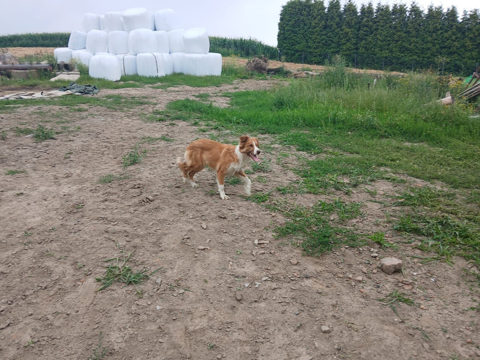 Suczka border collie