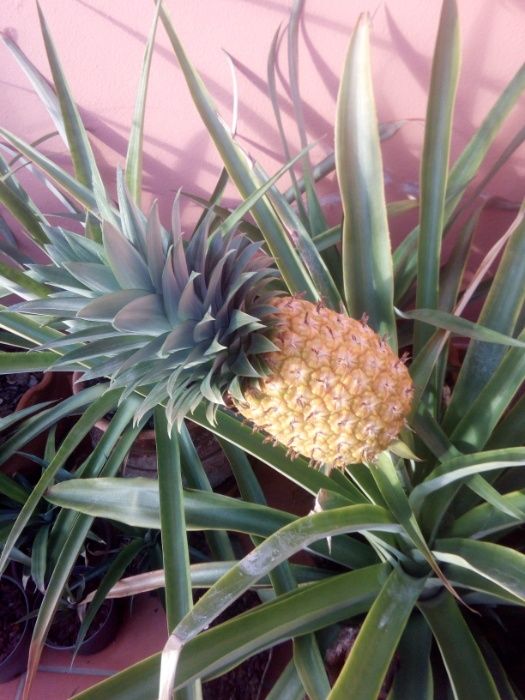 Plantas de Ananás  ( ananas )