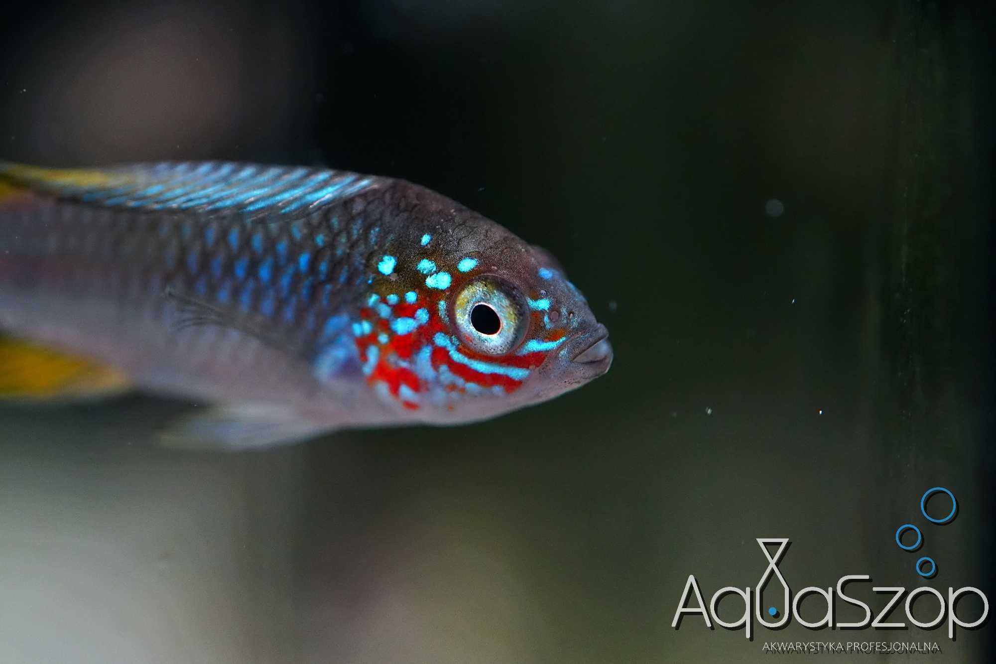 Pielęgniczka Apistogramma borelli "Opal" - AQUASZOP