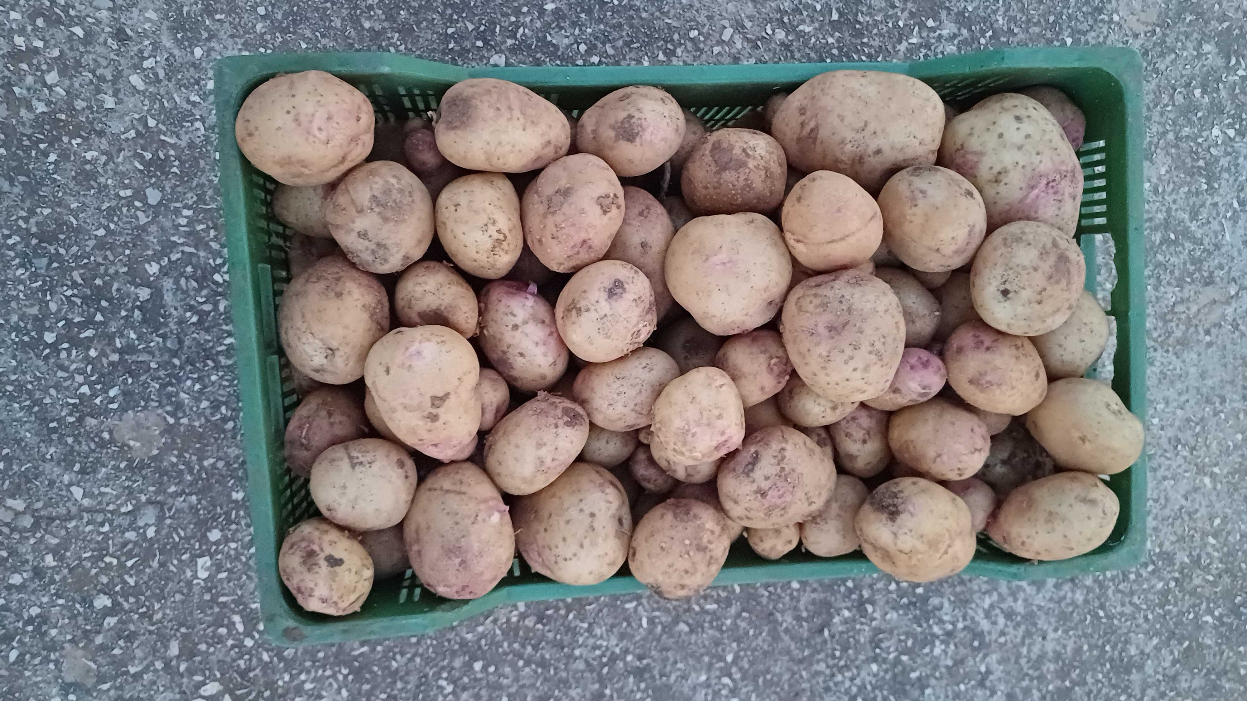 Batata Nova Biológica