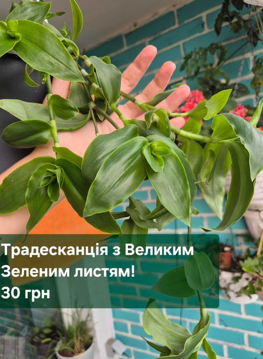 Традесканція Альбіфлора|Зебріна|YellowHill|Гібазис|Пеперомія|Сингоніум