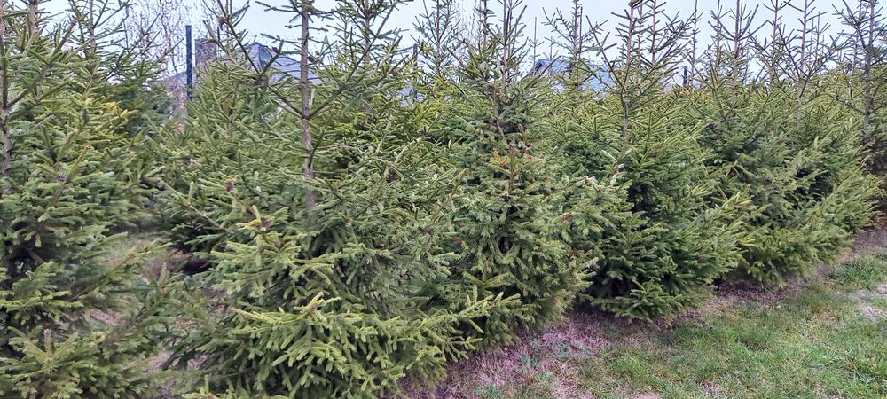 Witam sprzedam świerka na choinkę,