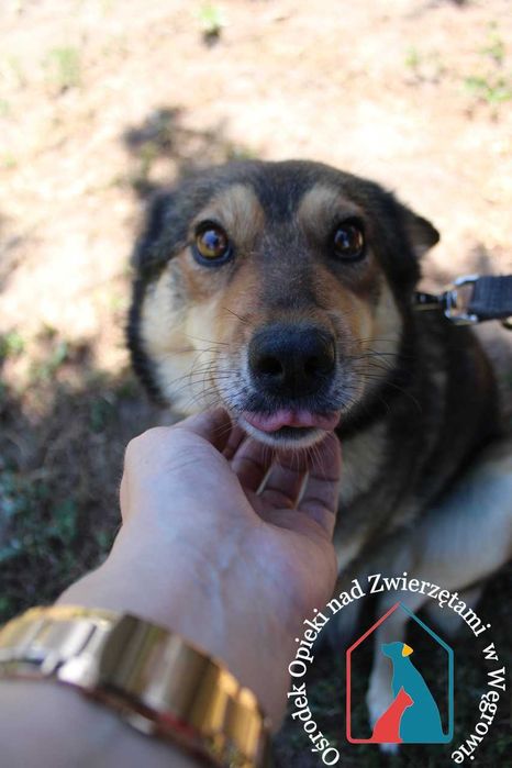 Sunia Rudzia szuka domu!