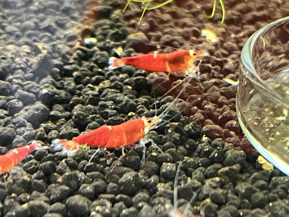 Krewetki SCR caridina