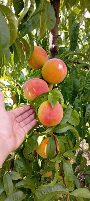 Саджанці персика та абрикосу / Саженцы плодовых / Опт