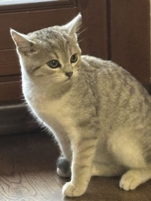 кошеня 3,5 місяці