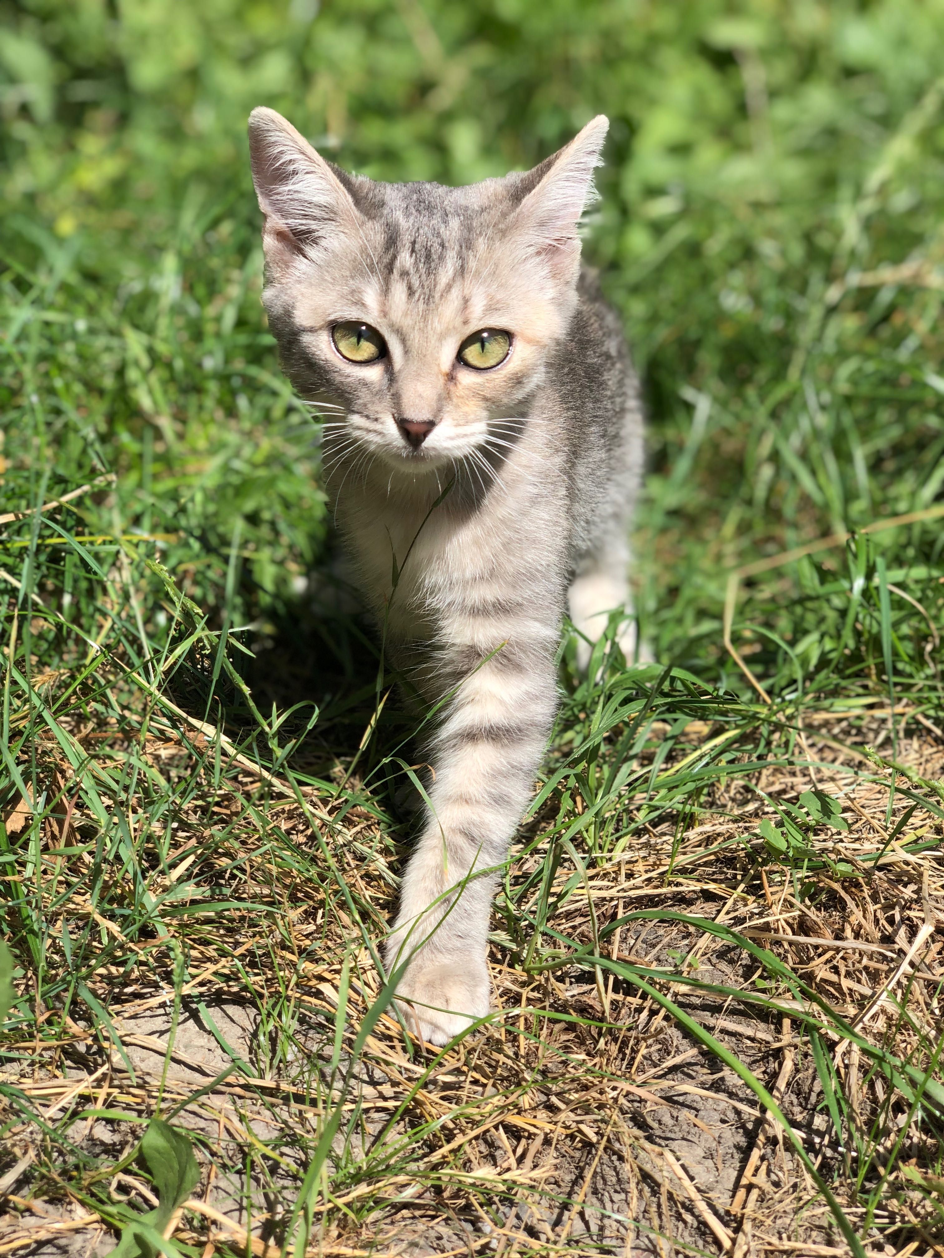 Кошеня шукає свій дім