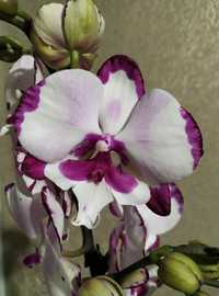 Цветущие орхидеи/ орхидея