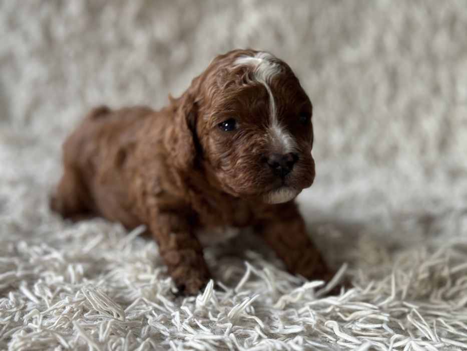 Cavapoo F1b piesek